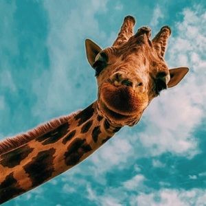 Meet your Posher, Karina